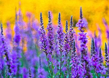 科乐美：希望找到能代替小岛秀夫的《合金装备》开发者